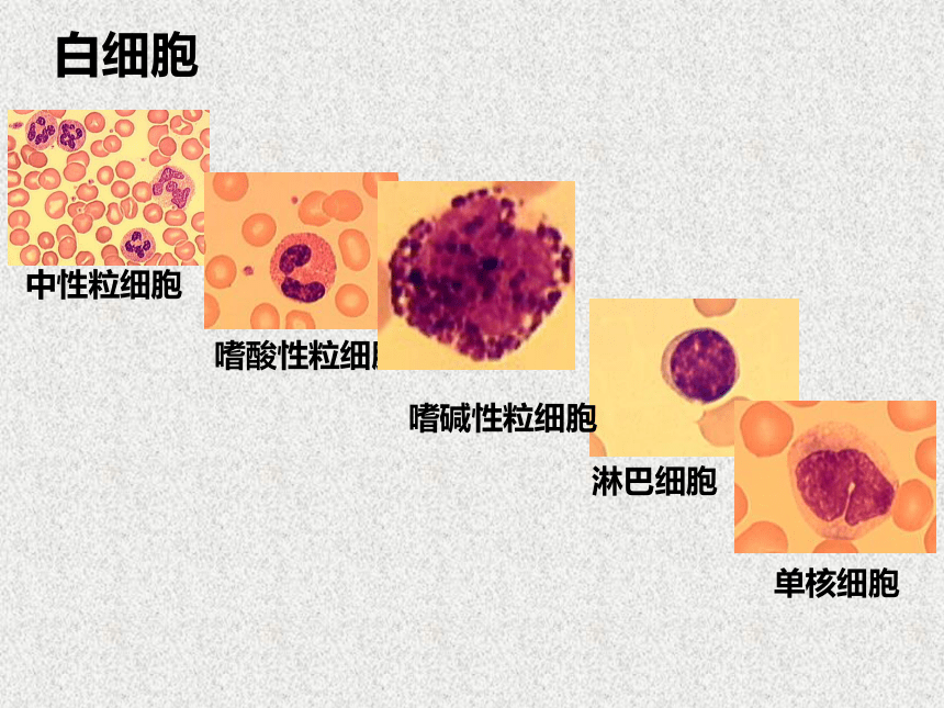 第一节 物质运输的载体 血液 课件（21张PPT）