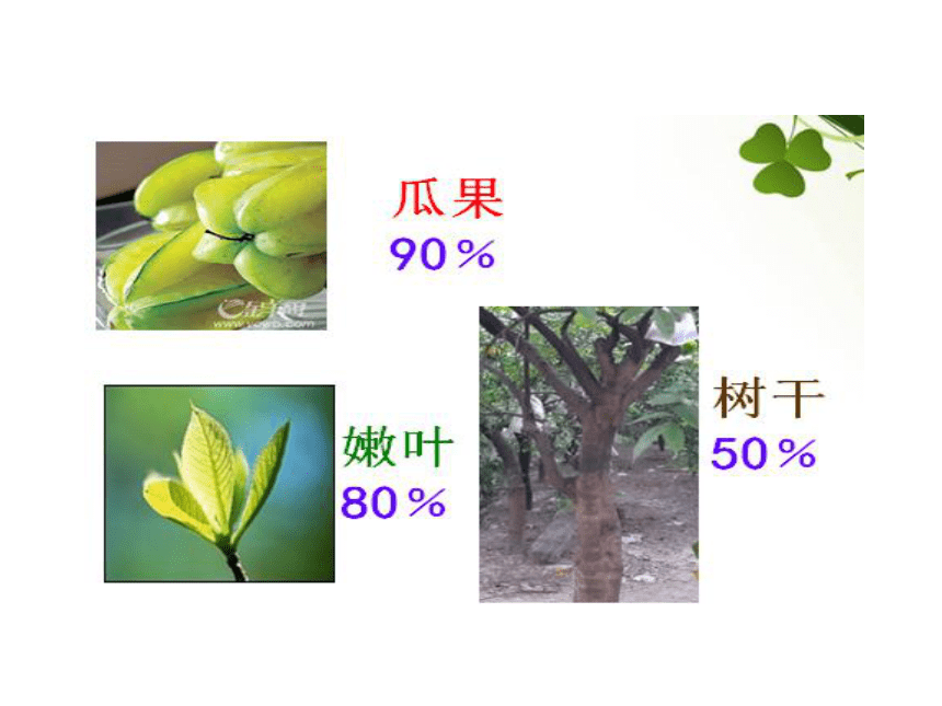 第一节 水分进入植物体内的途径 课件（37张PPT）