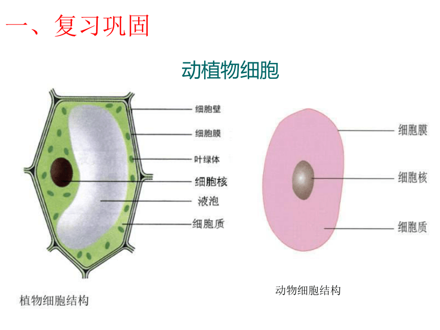 第二节 细菌 课件（19张PPT）