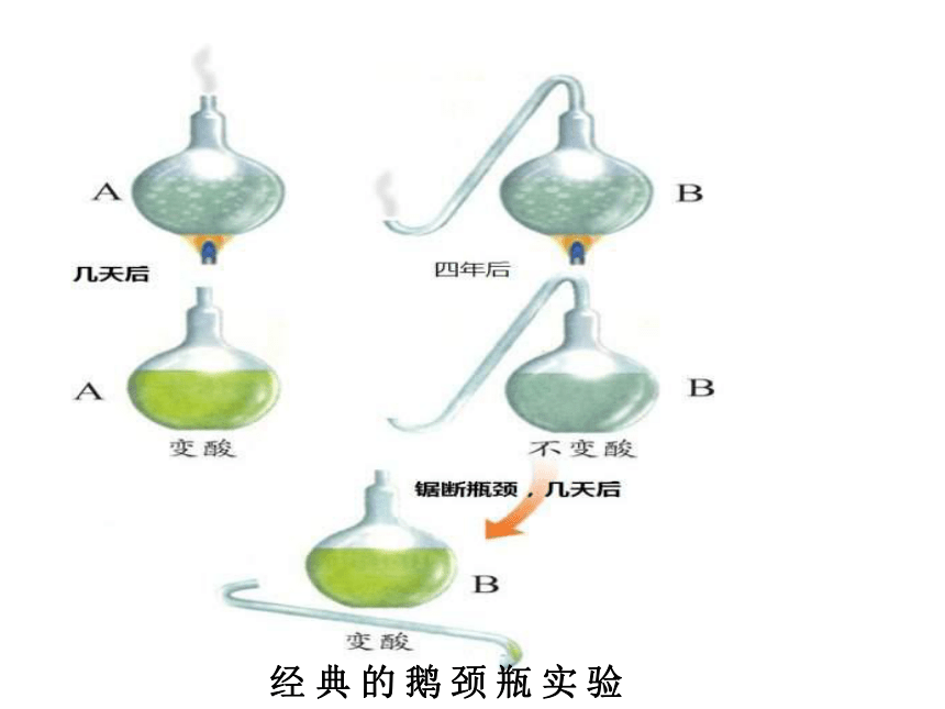 第二节 细菌 课件（19张PPT）