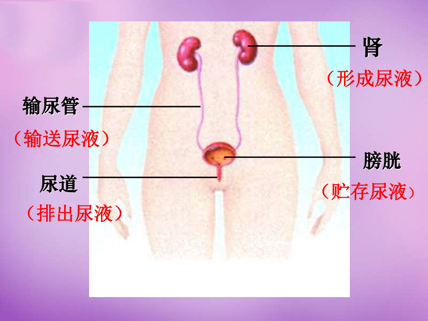 11.1-人体泌尿系统的组成课件(22张PPT)