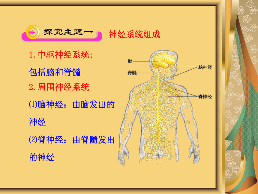 苏教版七下生物 12.2人体的神经调节（第一课时） 课件(19张PPT)