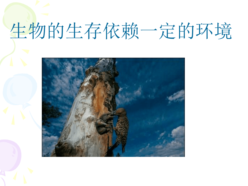 北师大版八下生物 23.1生物的生存依赖一定的环境 课件(38张PPT)