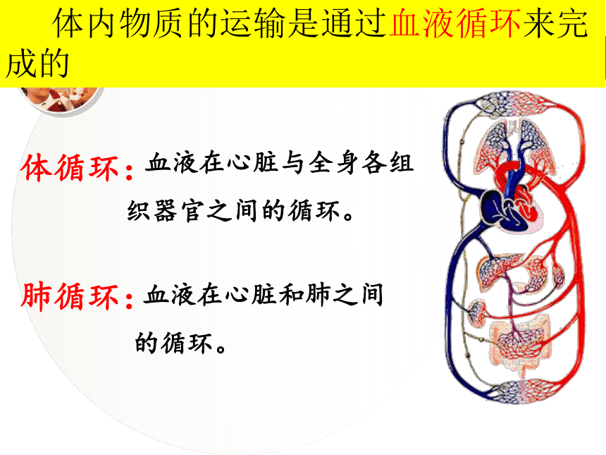 冀教版七年级下册第二单元第二章 第三节 物质运输的路线 课件（共22张PPT）