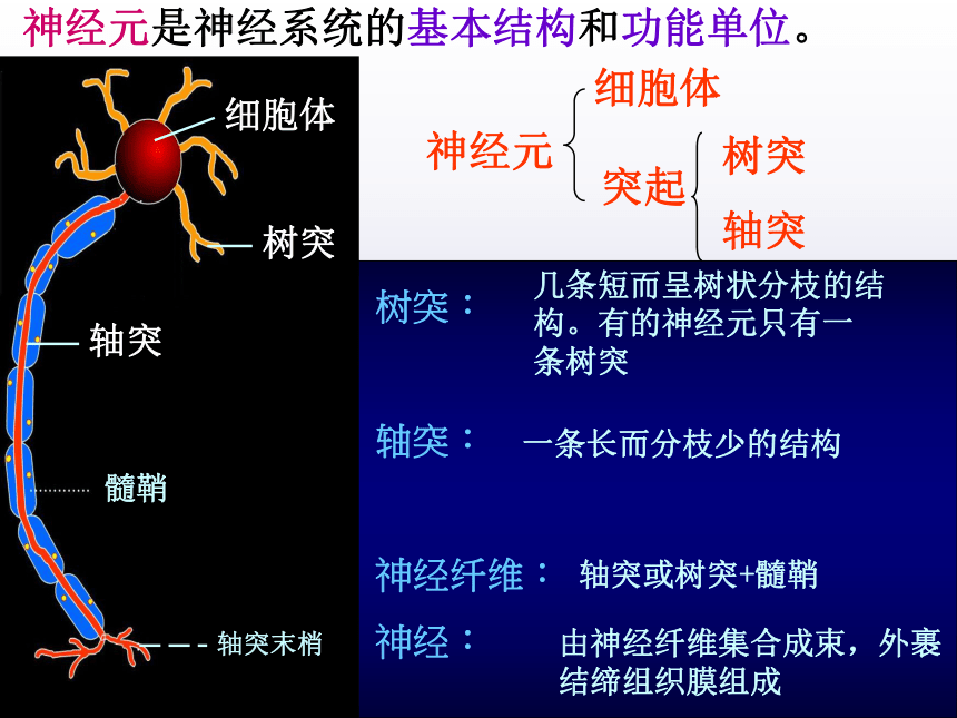 人教版必修三2．1-通过神经系统的调节市级公开课（共73张PPT）