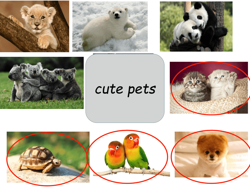 Module 2 Unit 2 Cute animals Period 2（Cute pets）课件（36张，无素材）