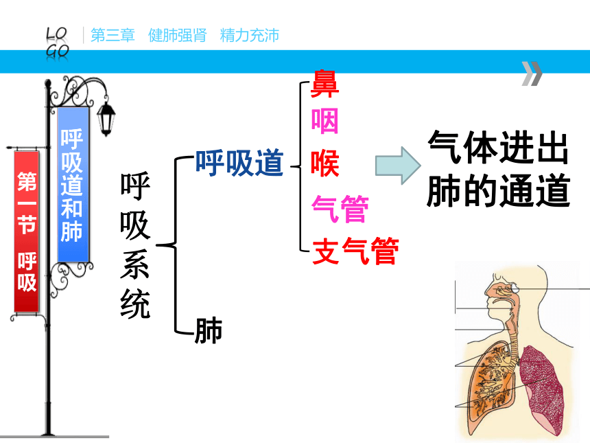 冀教版  七年级下册  第二单元 第三章第一节 呼吸 课件（29张PPT）