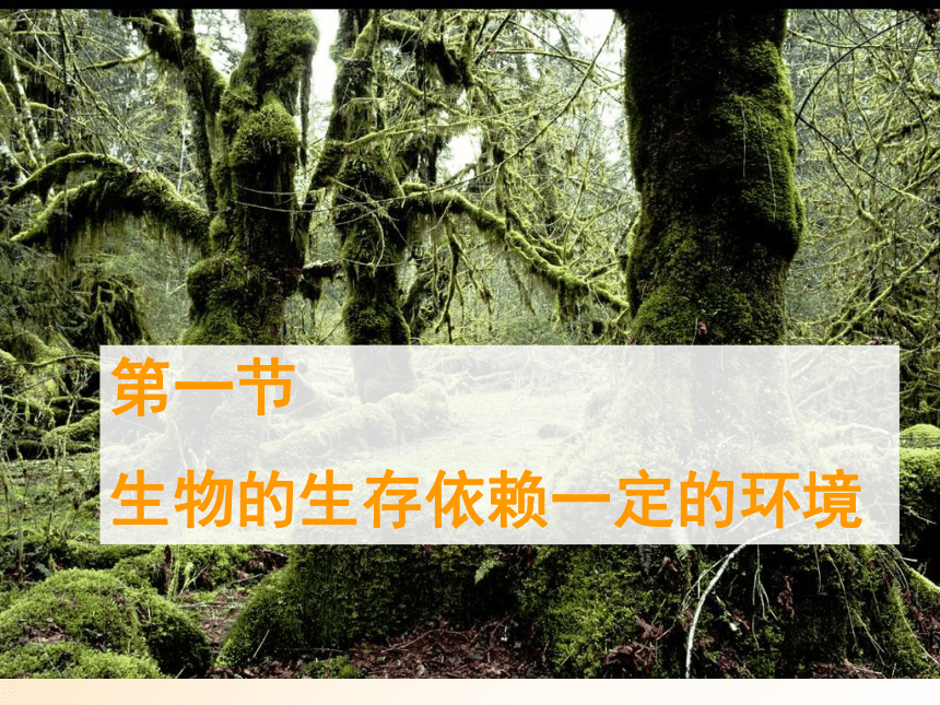 北师大版八下生物 23.1生物的生存依赖一定的环境 课件(18张PPT)