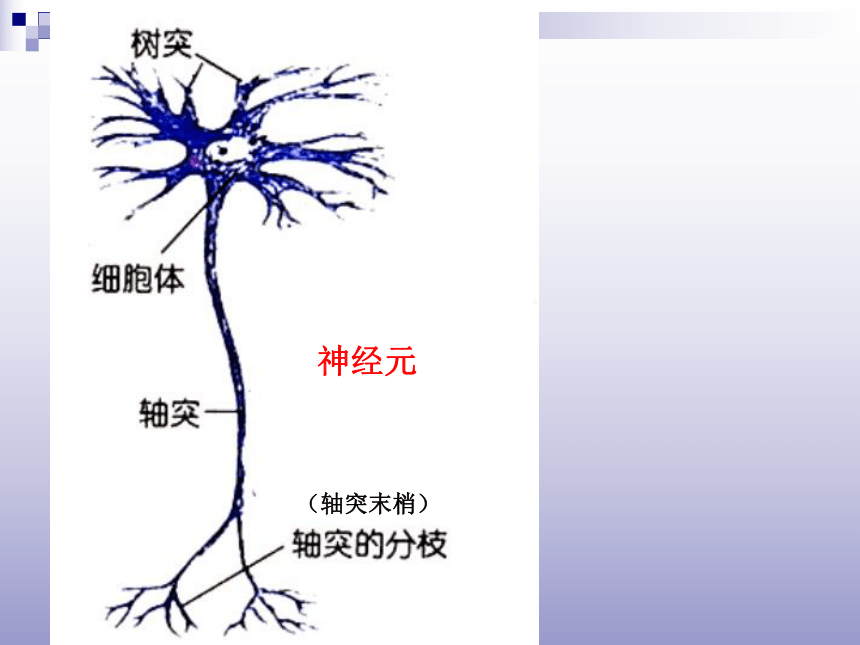 人教版必修三2．1-通过神经系统的调节市级公开课（共73张PPT）