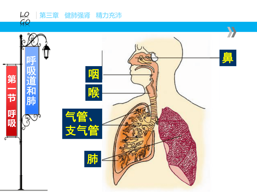 冀教版  七年级下册  第二单元 第三章第一节 呼吸 课件（29张PPT）