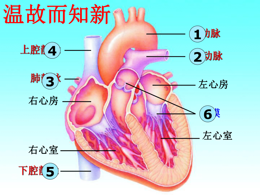 冀教版七年级下册第二单元第二章 第三节 物质运输的路线 课件（共22张PPT）