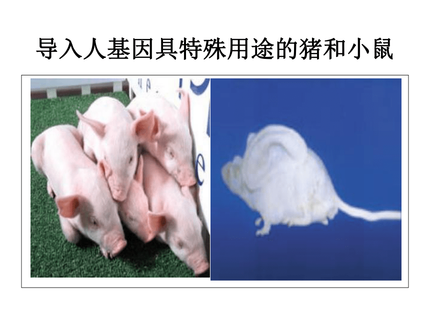 基因工程课件（(共35张PPT)）