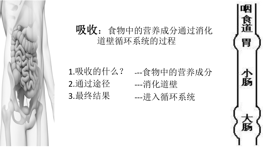 第三节 营养物质的吸收和利用 课件（22张PPT）