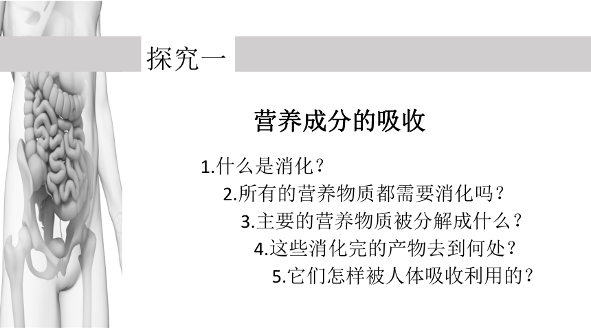 第三节 营养物质的吸收和利用 课件（22张PPT）