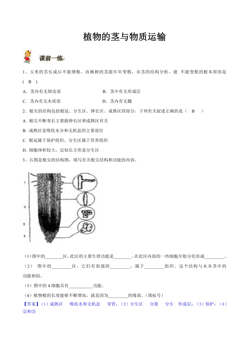 4.4 植物的茎与物质运输 导学案（含答案）