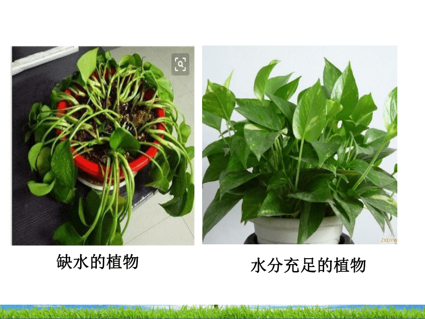 第一节 水分进入植物体内的途径 课件（37张PPT）