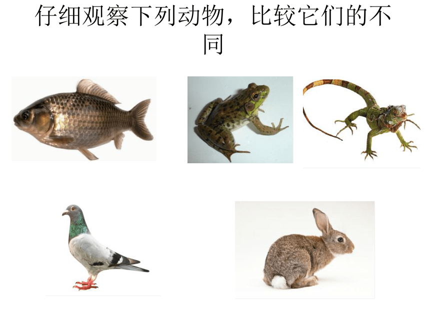 北师大版八下生物 22.4动物的主要类群 课件(45张PPT)