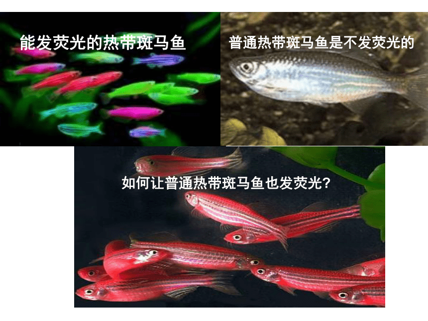 基因工程课件（(共35张PPT)）