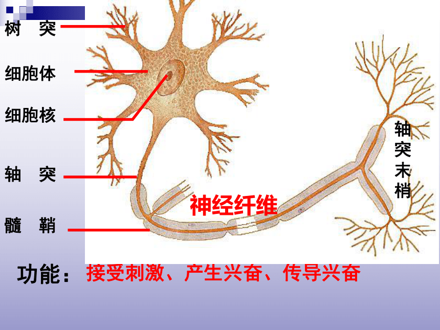 人教版必修三2．1-通过神经系统的调节市级公开课（共73张PPT）