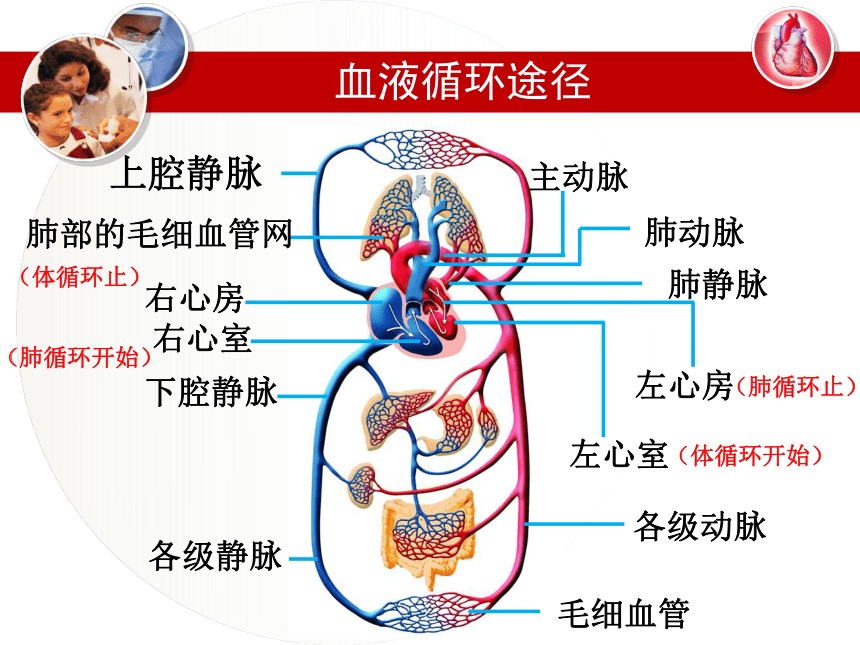 冀教版七年级下册第二单元第二章 第三节 物质运输的路线 课件（共22张PPT）