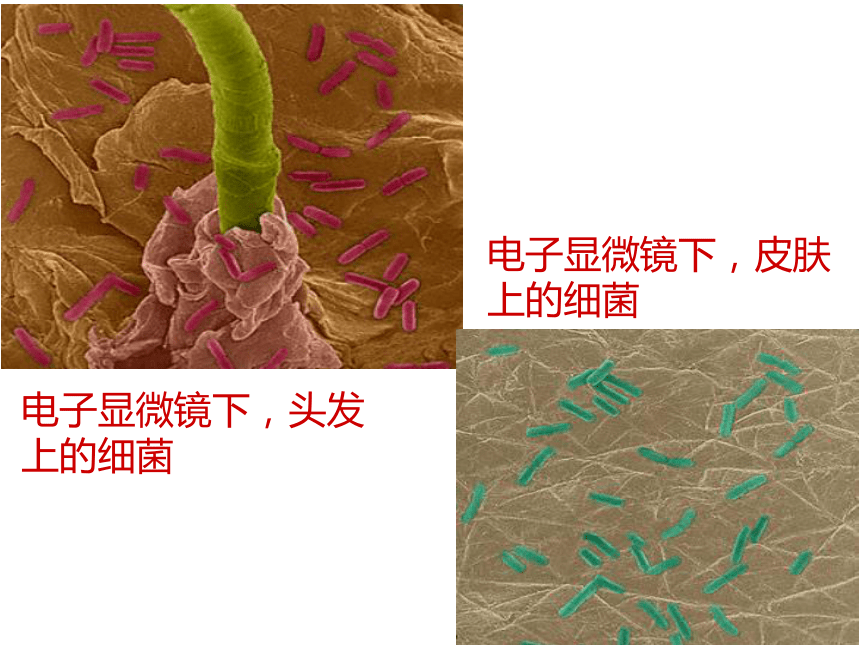 第二节 细菌 课件（19张PPT）