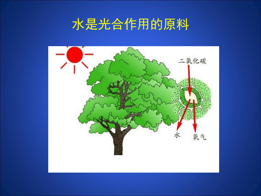 第1节 生物的生存依赖一定的环境 课件（27张PPT）