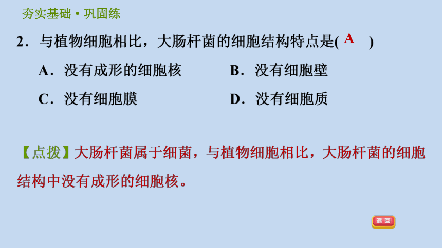 细菌和真菌的繁殖习题（课件 ppt42张）