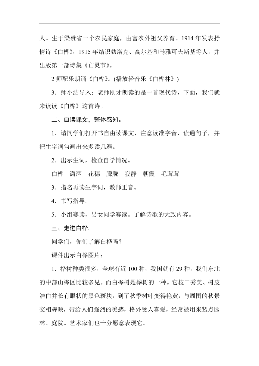 11白桦  教案（2课时含反思）