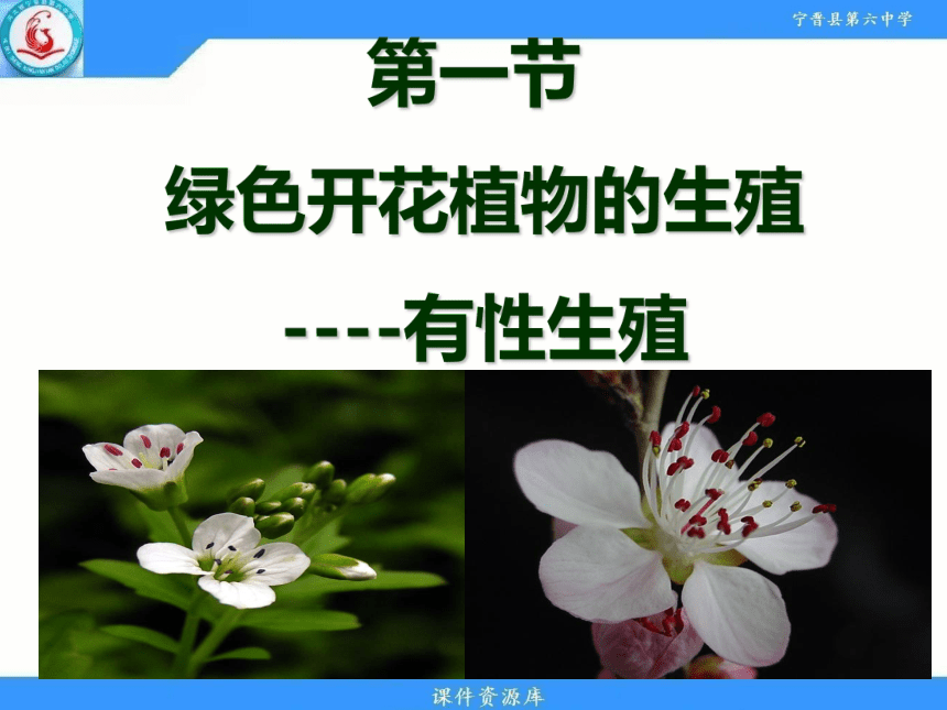 冀教版八年级下册第六单元  生物的繁衍和发展第一章  第一节 被子植物的生殖 有性生殖 课件（18张PPT）