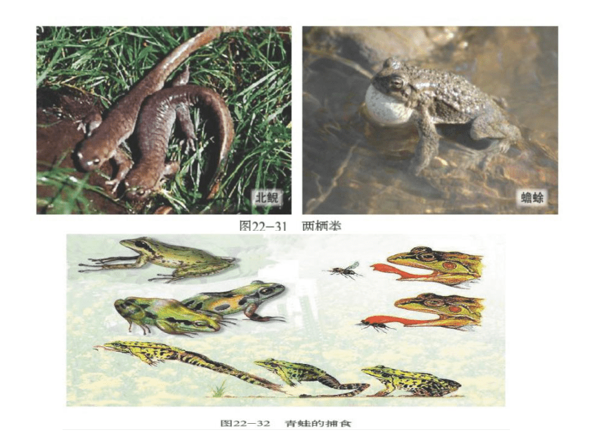 北师大版八下生物 22.4动物的主要类群 课件(45张PPT)
