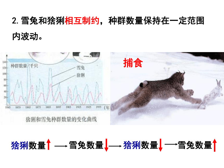 新人教版生物必修三4.3《群落的结构》(共36张PPT)