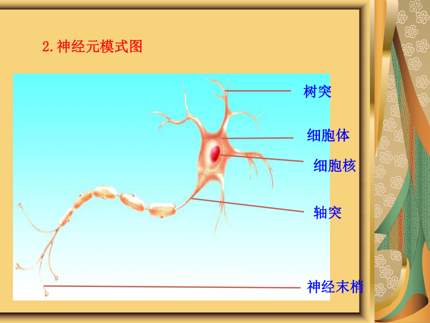 苏教版七下生物 12.2人体的神经调节（第一课时） 课件(19张PPT)