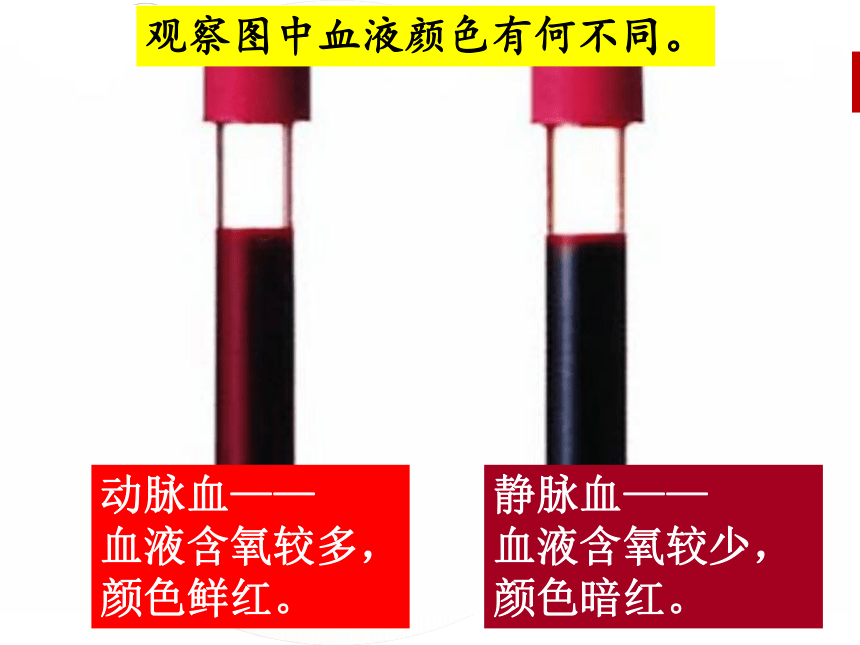 冀教版七年级下册第二单元第二章 第三节 物质运输的路线 课件（共22张PPT）