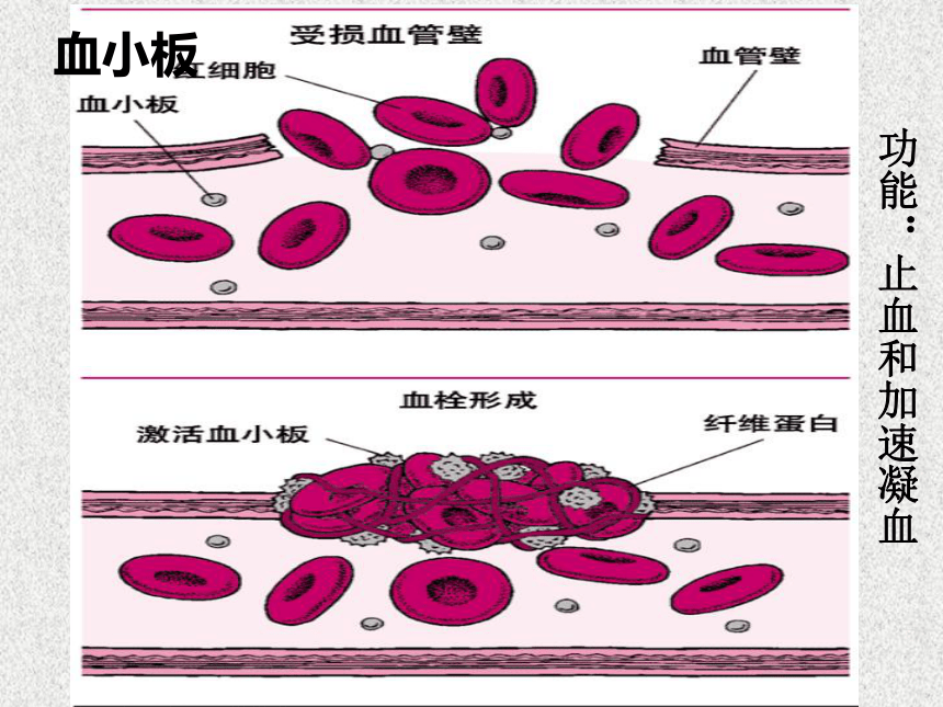 第一节 物质运输的载体 血液 课件（21张PPT）