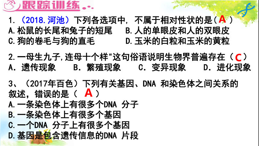 生物的遗传和变异 专题复习课件（22张PPT）