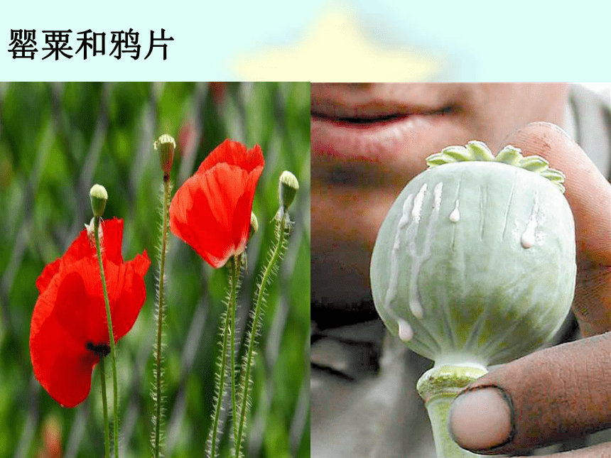 第二节 拒绝毒品 课件（36张PPT）