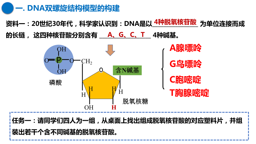 最多可构建4种脱氧核苷酸,5个脱氧核苷酸对卡片数量 10