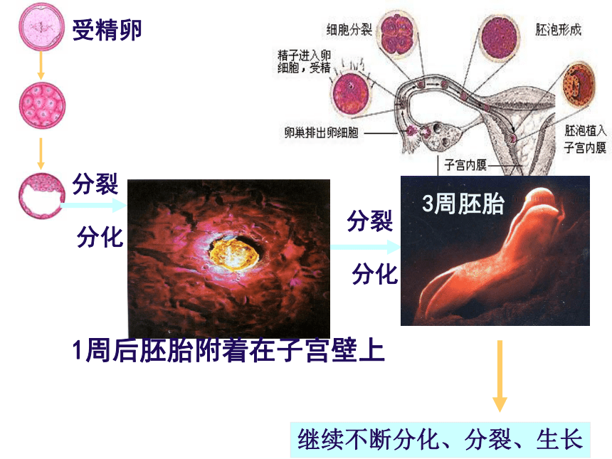 人教版高中生物必修一   1.1 从生物圈到细胞  课件(共33张PPT)