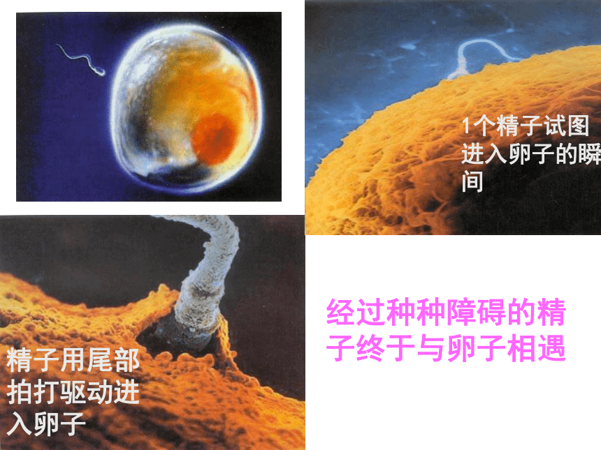 人教版高中生物必修一   1.1 从生物圈到细胞  课件(共33张PPT)