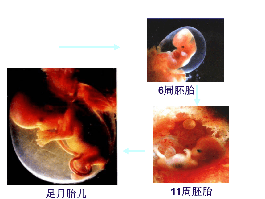 人教版高中生物必修一   1.1 从生物圈到细胞  课件(共33张PPT)