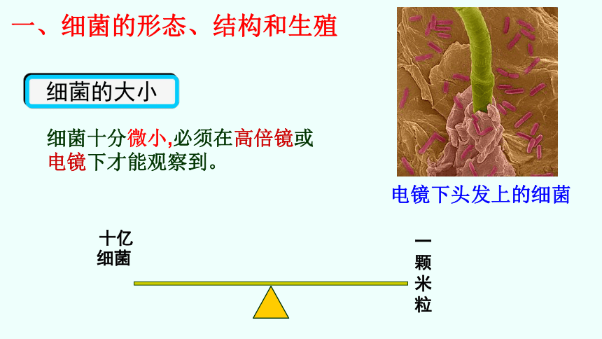 初中生物