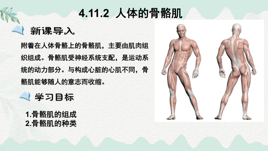 4.11.2  人体的骨骼肌-课件（17张PPT+内嵌视频3个）北师大版生物2025七年级下册