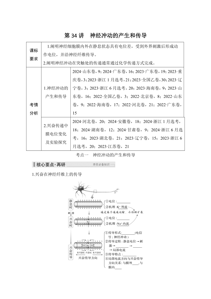概念七：个体生命活动的调节  第34讲　神经冲动的产生和传导（课件 学案 练习）2026届高中生物学（人教版）一轮复习