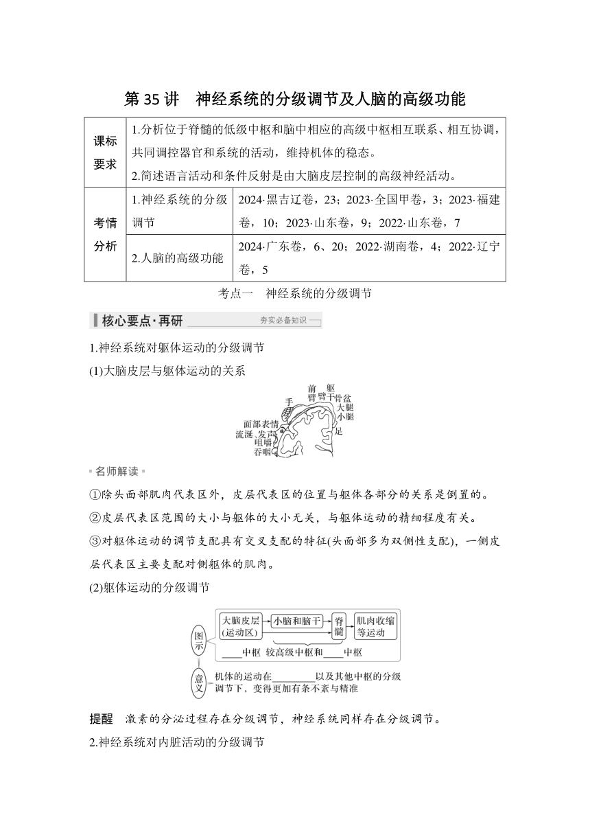 概念七：个体生命活动的调节  第35讲　神经系统的分级调节及人脑的高级功能（课件 学案 练习）2026届高中生物学（人教版）一轮复习