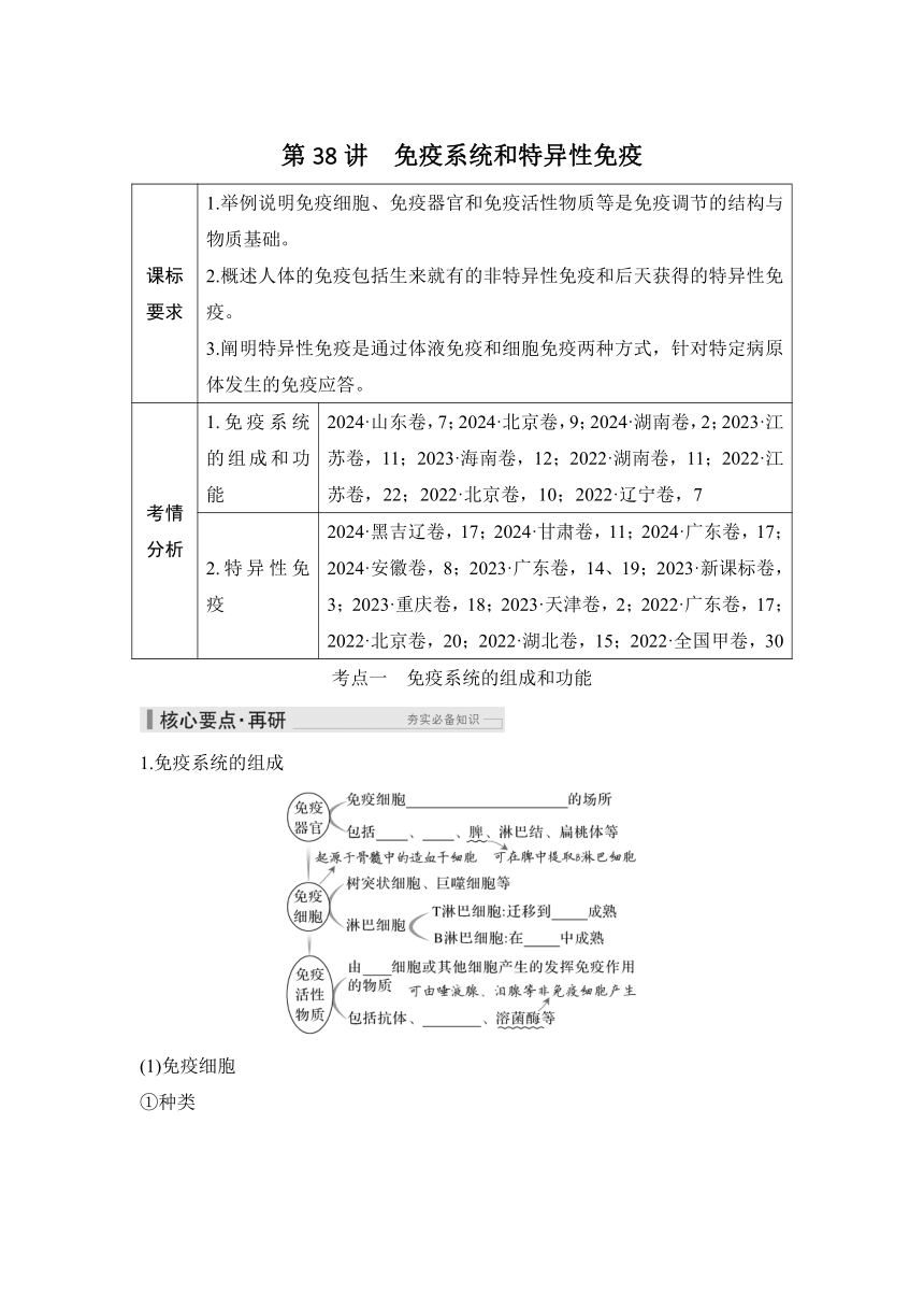 概念七：个体生命活动的调节  第38讲　免疫系统和特异性免疫（课件 学案 练习）2026届高中生物学（人教版）一轮复习