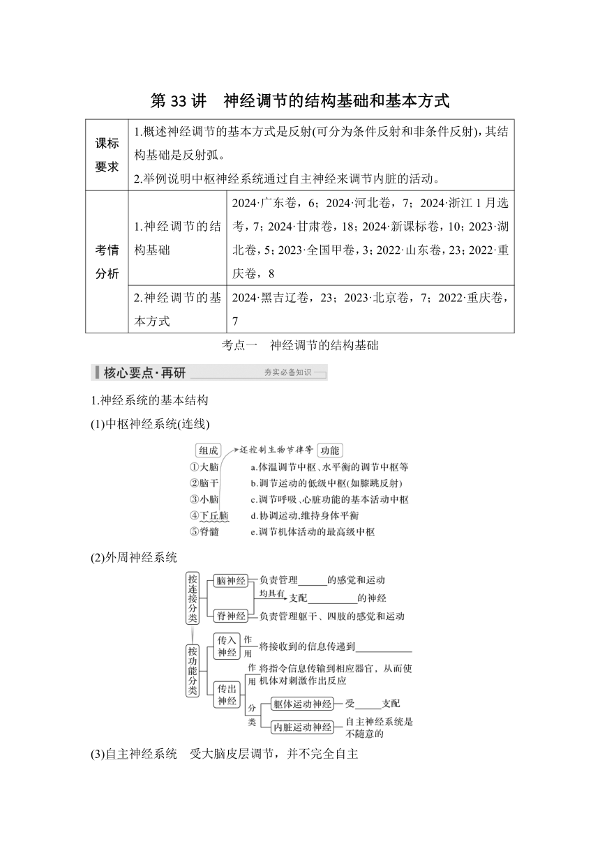 概念七：个体生命活动的调节  第33讲　神经调节的结构基础和基本方式（课件 学案 练习）2026届高中生物学（人教版）一轮复习