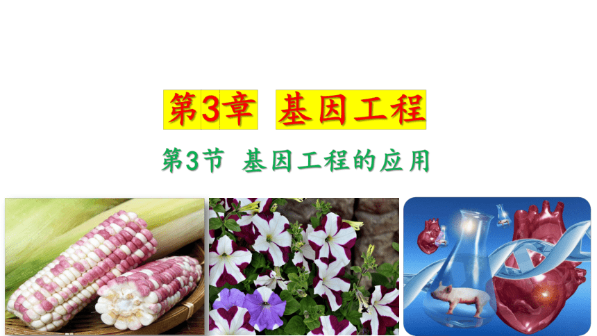 3.3基因工程的应用课件(共22张PPT) 2025-2026学年人教版（2019）高中生物学选择性必修3