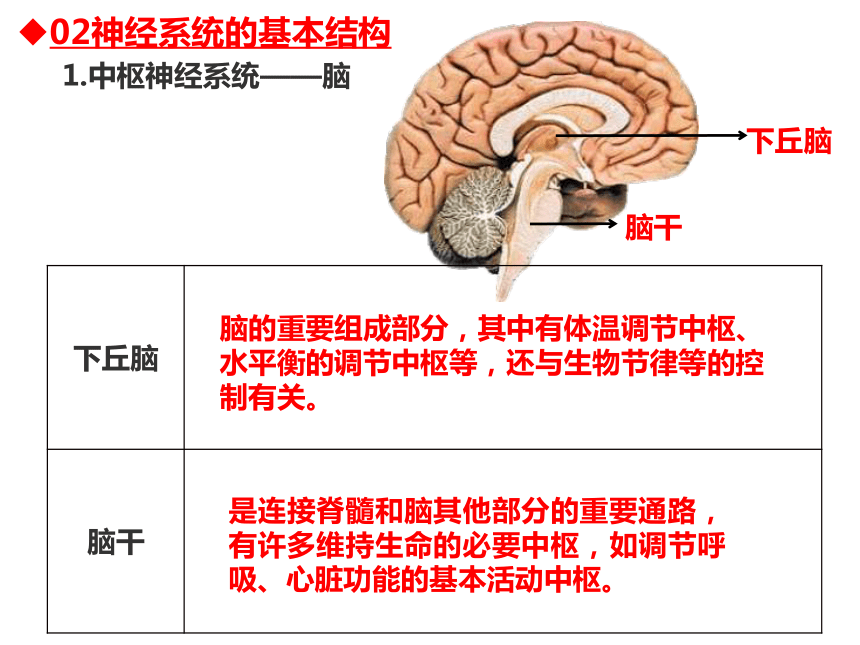 20212022学年高二上学期生物人教版2019选择性必修一2