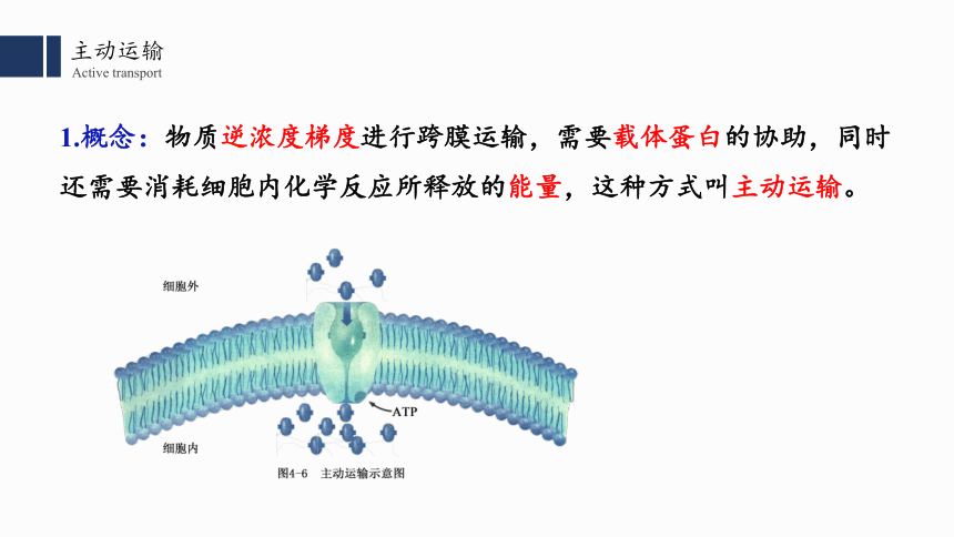 20212022学年高一上学期生物人教版必修一42主动运输与胞吞胞吐课件共