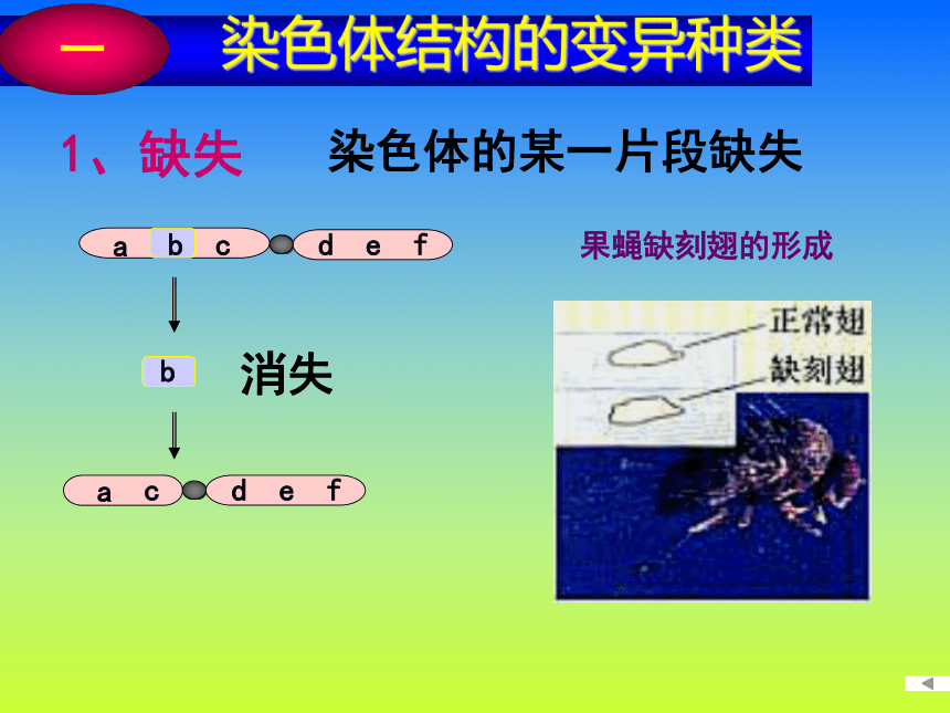 5.2《染色体变异》课件（新人教版必修2）